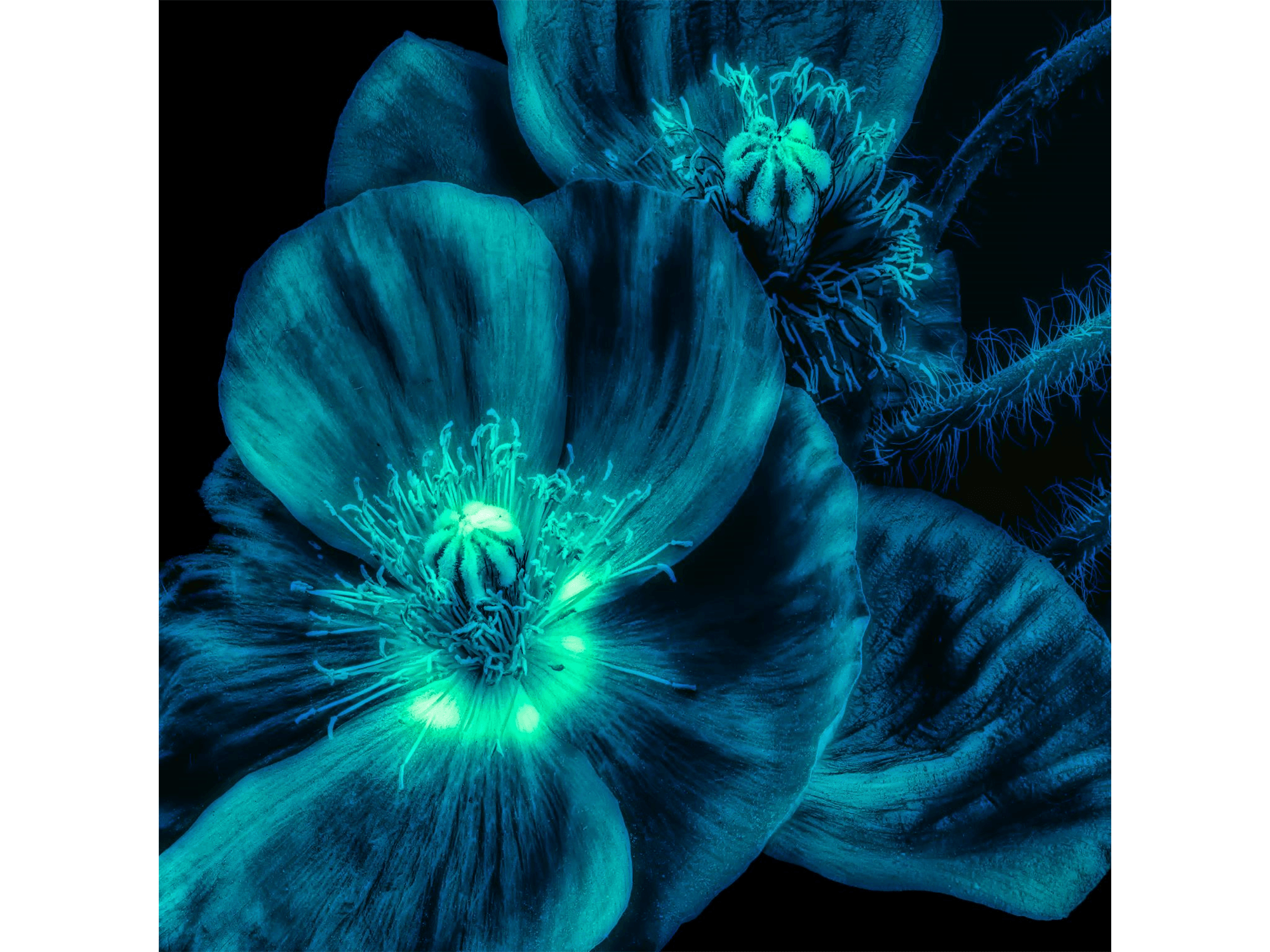 Limelight Flower - Euro Living Furniture